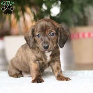 Little Smokie, Dachshund Puppy